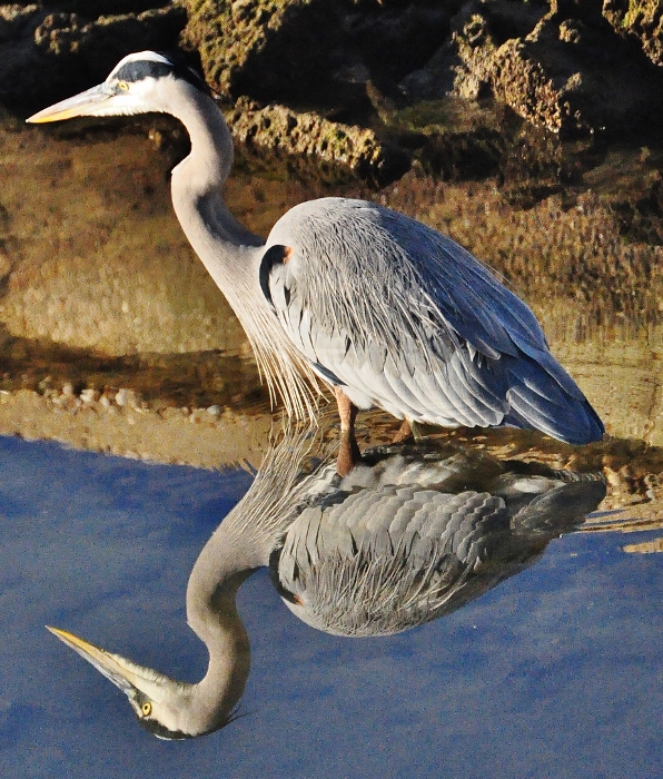 great blue heron 